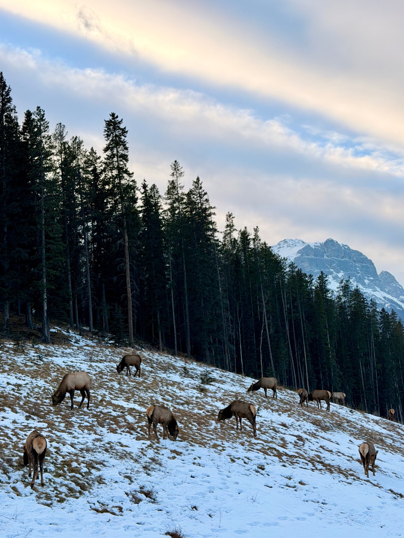 Elk grazing below the Rockies near Canmore